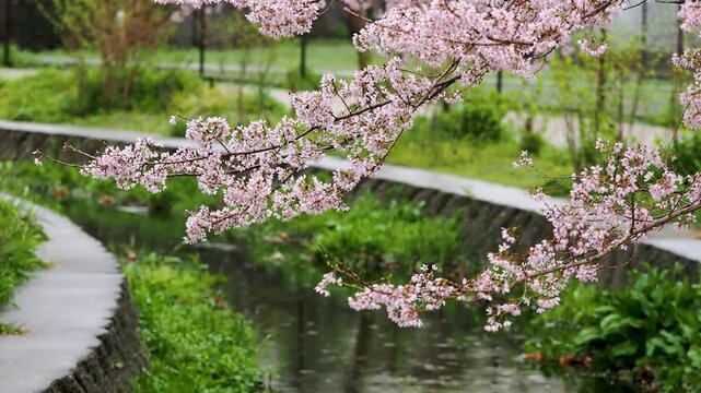雨が降る公園の小川沿い咲いた桜