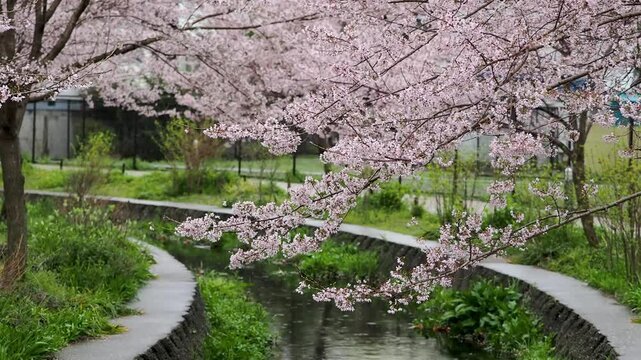 雨が降る公園の小川沿い咲いた桜