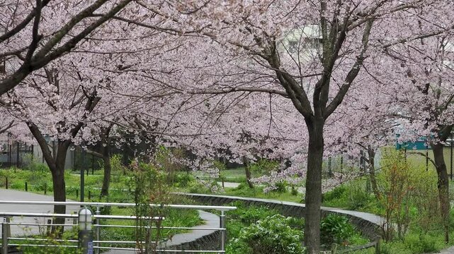 雨が降る公園の小川沿いに咲く桜