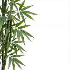 Naklejka premium Green Bamboo Stalks with Leaves on a White Background