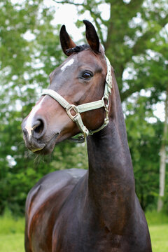 warmblood close up portrait