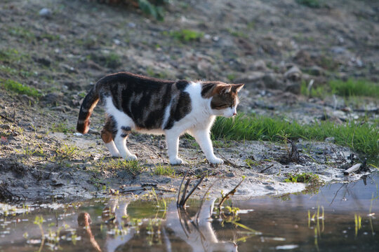 tomcat on the prowl