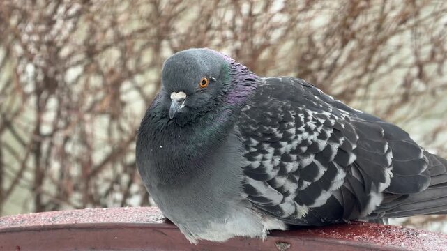 A dark, iridescent pigeon perches quietly on a red metal railing covered in light frost. In the background, a body of water flows past wintery, bare bushes.