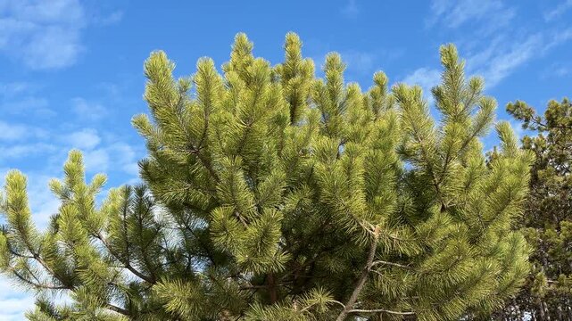 Bright green pine needles rustle in the gentle breeze against a clear blue sky. The sunlight highlights the dense texture of the evergreen branches as they move in the wind.