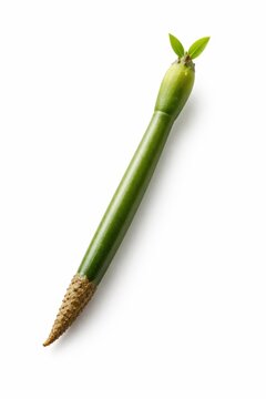 green mangrove propagule seedling unique elongated shape textured root tip coastal ecosystem restoration