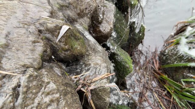 Cold water flows smoothly over dark, mossy stones in a frozen woodland. This refreshing sight brings a feeling of calm and natural purity. The winter air feels crisp as the stream moves steadily.