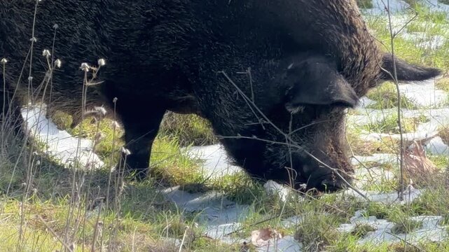 A large, hairy black boar lowers its snout to the ground to forage. It stands in a grassy clearing mixed with patches of fresh snow. Bare winter brush and thin trees fill the background.