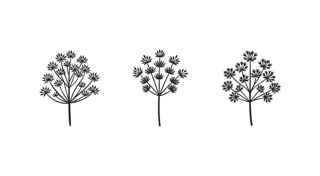 Set of black dill weed plants with flowers and stems on white background  illustrations
