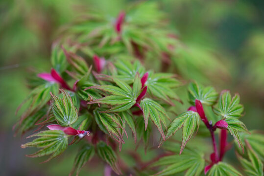 closeup on japanese maple sango kaku with leaf at heart and branches pink and green  leaf growing in the tree  at spring
