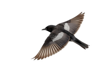 Fototapeta premium Bird in flight with spread wings flying
