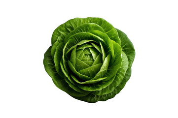 Fototapeta premium Fresh green romaine lettuce head with transparent background