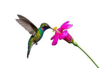 Fototapeta premium Hummingbird pollinating pink flower transparent background
