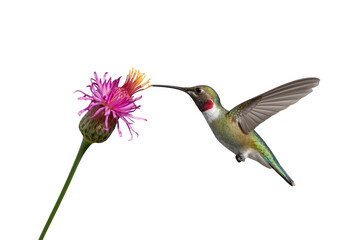 Fototapeta premium Ruby throated hummingbird feeding nectar from pink flower