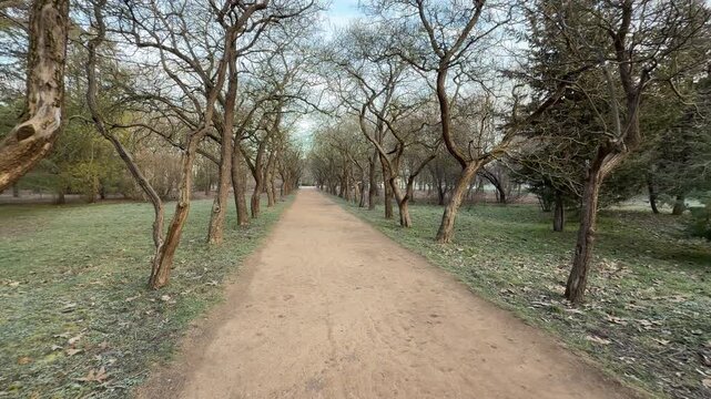A long gravel path stretches through an alley of bare, twisted trees in the quiet park. The frosty grass and morning mist create a lonely but peaceful feeling in the dormant winter landscape.