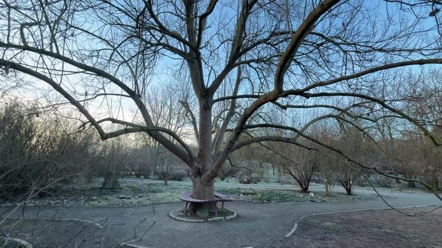 White frost coats the bare trees and grass along a quiet garden path. This chilly morning scene creates a feeling of calm and silent wonder in the sleeping winter landscape.