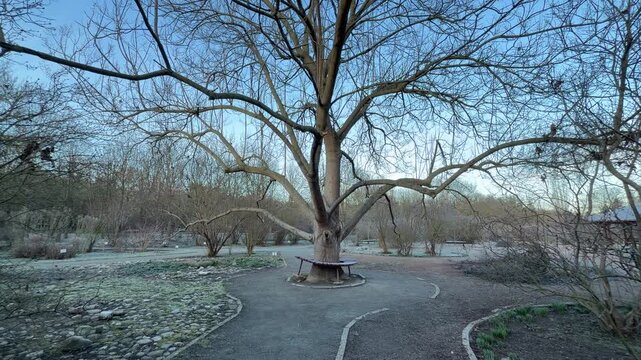 Delicate frost coats the branches of dormant bushes along a quiet gravel path. The soft winter light creates a calm, lonely feeling in the heart of the sleeping botanical garden.