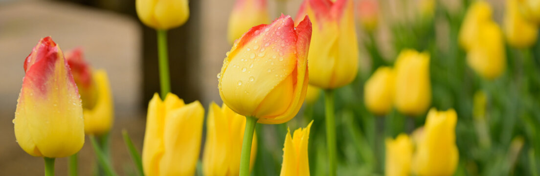 Parterre de tulipes jaune, avec le sommet rouge pour certaines, recouvertes de gouttes de pluie, format banni&egrave;re