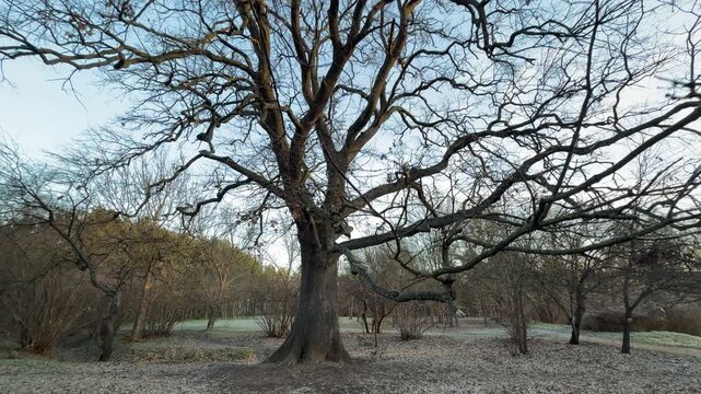 A massive, century-old oak tree stands firmly in a frost-covered clearing within Salgirka Park. Its wide, gnarled branches reach out, creating a feeling of timeless protection and silent wonder.