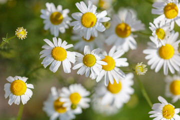 Fototapeta premium A bunch of white daisies with yellow centers