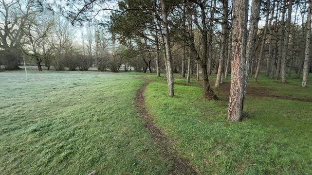 A slender dirt path winds along the edge of a pine grove and a frost-covered field. The contrast between the bright green grass and the chilly morning frost creates a fresh, tranquil feeling.