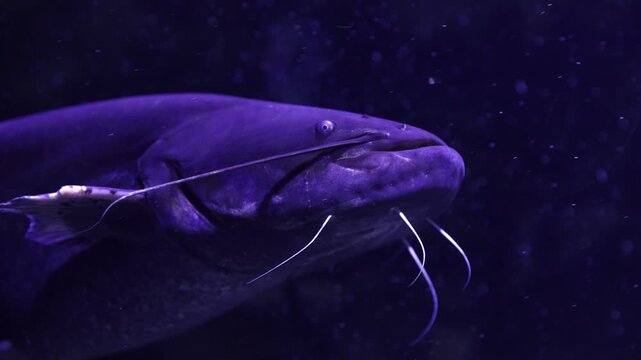 Huge European catfish floating peacefully in the dark depths of a river or lake, its long whiskers moving gently. A close-up view of the giant freshwater fish in its natural aquatic habitat