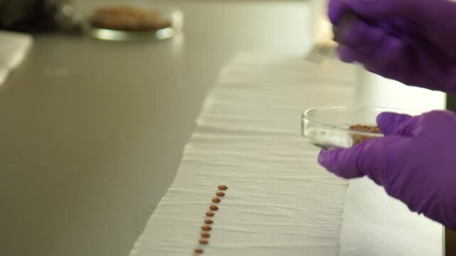Close-up of gloved hands placing seeds in a row on a surface, illustrating laboratory work with plant samples and seed preparation for research