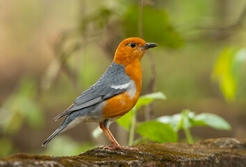 Fototapeta premium A orange-headed thrush (Geokichla citrina).