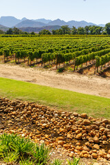 Fototapeta premium Sunlit vineyard in South Africa