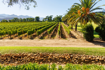 Fototapeta premium Sunlit vineyard rows with mountain backdrop