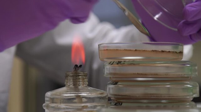 Close-up of laboratory work with Petri dishes and flame sterilization of a metal tool, illustrating microbiology research and sterile technique