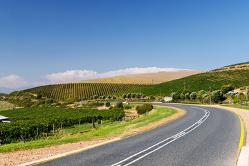Fototapeta premium Sunlit vineyard rows with mountain backdrop