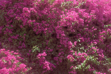 Vibrant Pink Bougainvillea in Full Bloom. A lush bougainvillea plant covered in vivid magenta-pink bracts filling the entire frame, set against deep green foliage. © Murat