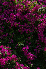 Fototapeta premium Vibrant Pink Bougainvillea in Full Bloom. A lush bougainvillea plant covered in vivid magenta-pink bracts filling the entire frame, set against deep green foliage.