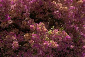 Vibrant Pink Bougainvillea in Full Bloom. A lush bougainvillea plant covered in vivid magenta-pink bracts filling the entire frame, set against deep green foliage. © Murat