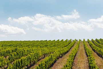 Fototapeta premium Sunlit vineyard rows in South Africa