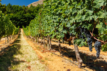 Fototapeta premium Sunlit vineyard in South Africa