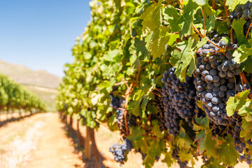 Fototapeta premium Ripe grapes on vine in South African vineyard