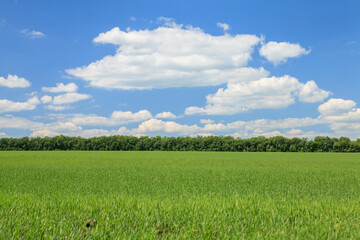Fototapeta premium Sunny summer landscape with green field