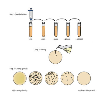 Serial Dilution Process Illustration with Bacterial Colony Growth Stages