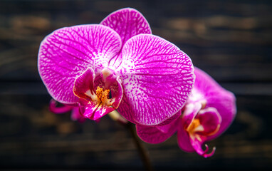 Fototapeta premium A branch of purple orchids on a brown wooden background 