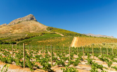 Fototapeta premium Sunlit vineyard rows with mountain backdrop
