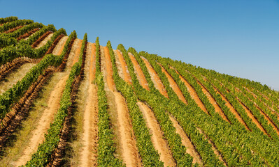 Fototapeta premium Sunlit vineyard rows in South Africa