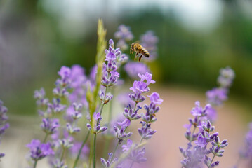 Obraz premium Close-up of a bee flying and collecting pollen from blooming lavender flowers. The image captures a delicate moment of pollination, highlighting the beauty of nature, vibrant purple blossoms.