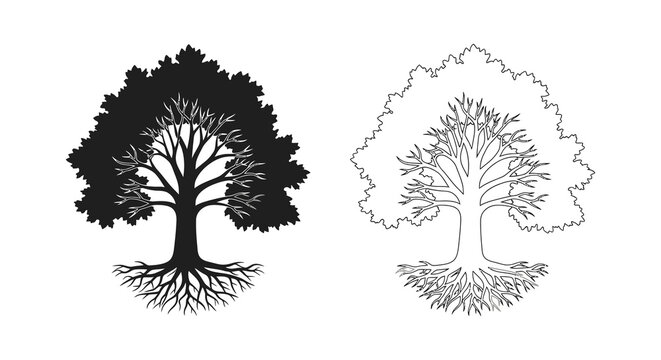 Two contrasting tree depictions one solid black and one line art showcase botanical forms in a striking silhouette high quality professional