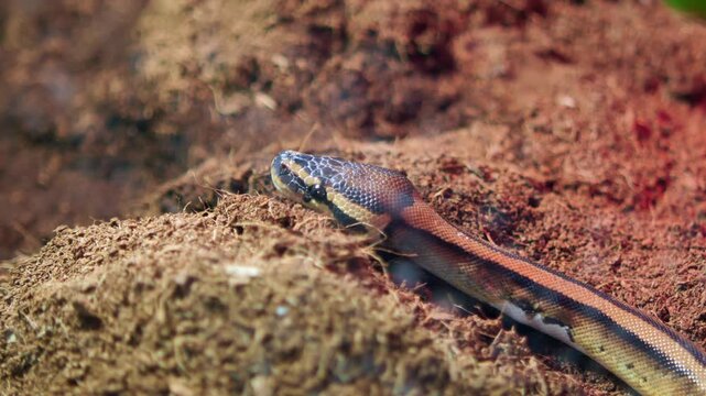 Snake resting in terrarium at zoo, capturing its movements and natural habitat.