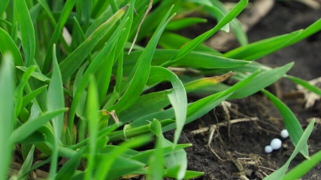 Close-up of young green plants with mineral fertilizer granules on soil, illustrating nutrient application and crop growth in agricultural field