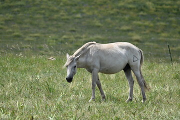 Obraz premium A lone white-grey horse stands gracefully on a vast grassland, its mane flowing in the wind under a soft golden sunset, embodying freedom and serenity.