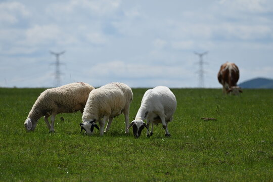 Three sheep graze contentedly on a sun-drenched grassland, their wool glowing in the golden light as gentle breezes rustle the endless green pastures.