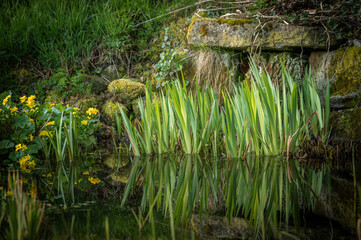 Blätter der Schwertlilie Iris und blühende Sumpfdotterblumen Caltha palustris  vor moosbewachsenen Natursteinen spiegeln sich im Wasser eines Teiches in Neckartenzlingen. © lebaer