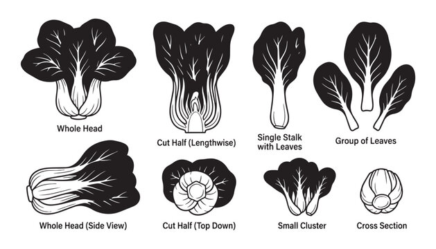 Bok choy vegetable set vector illustration including whole head and sliced cross section with leaves